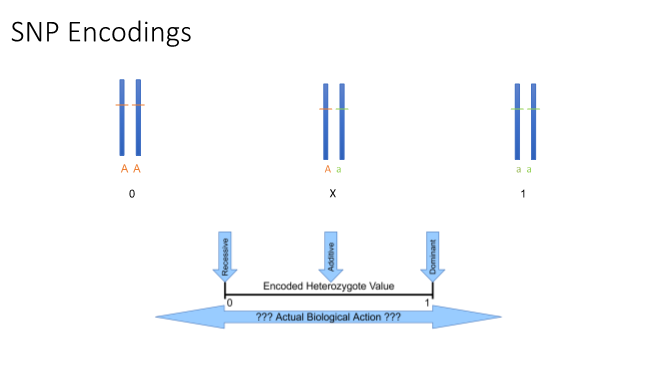 Figure 1: SNP Encodings